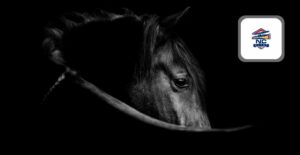 A dark horses profile, signifying the role of Bet365 in the NC sports betting market